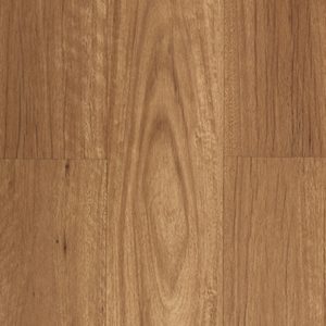 New England Blackbutt
